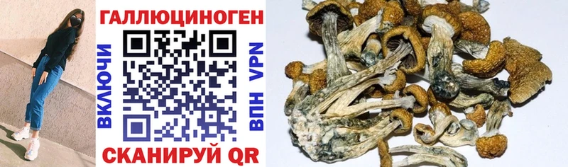 где найти   Тейково  Галлюциногенные грибы Psilocybine cubensis 